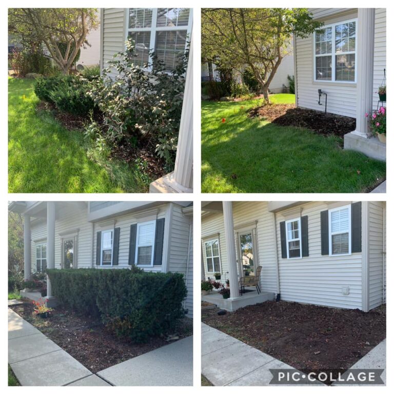 SHRUB REMOVAL